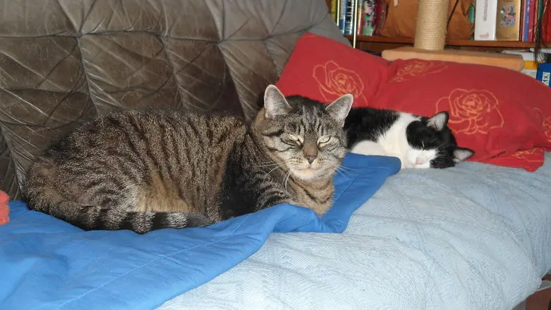 Condolence image of cornelia