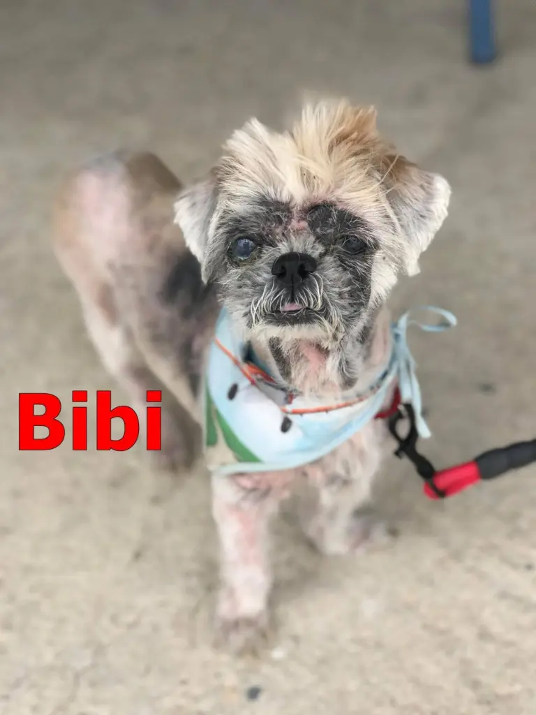 Image from Bibi 