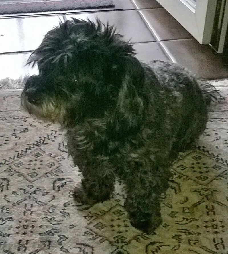 Andachtsbild von Elke mit Fiby im Herzen (+30.9.20)