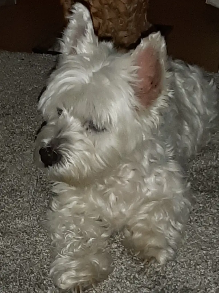 Bild von Lucy