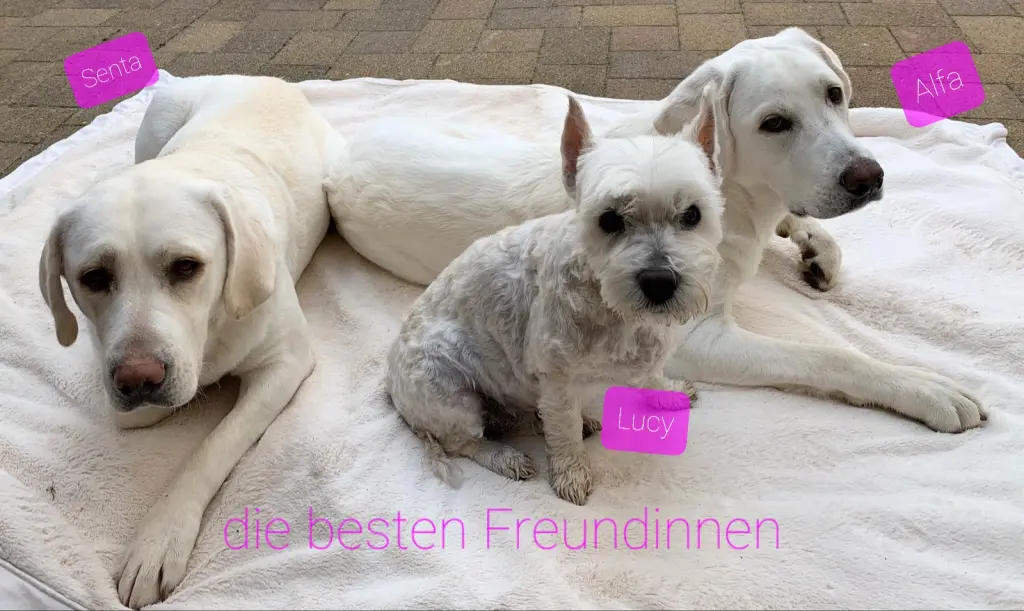 Bild von Lucy