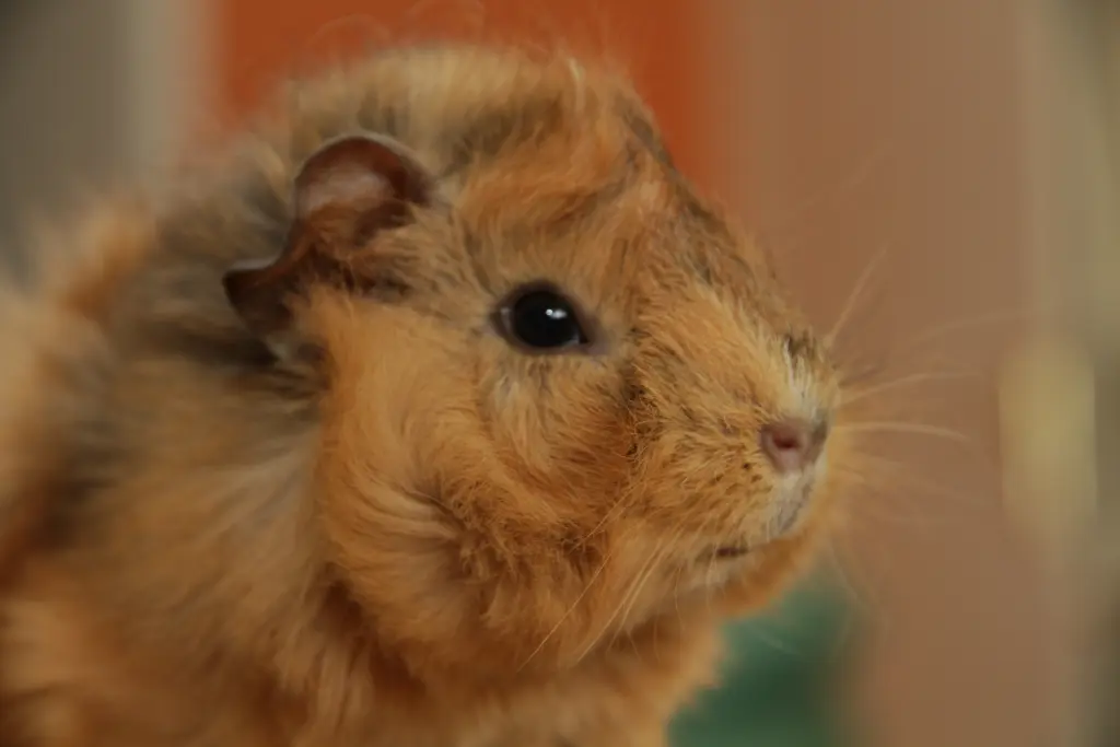 Image from Fluffy Sonnenschein
