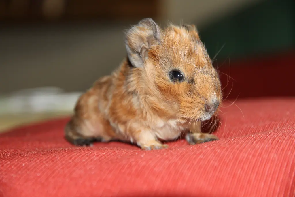 Image from Fluffy Sonnenschein