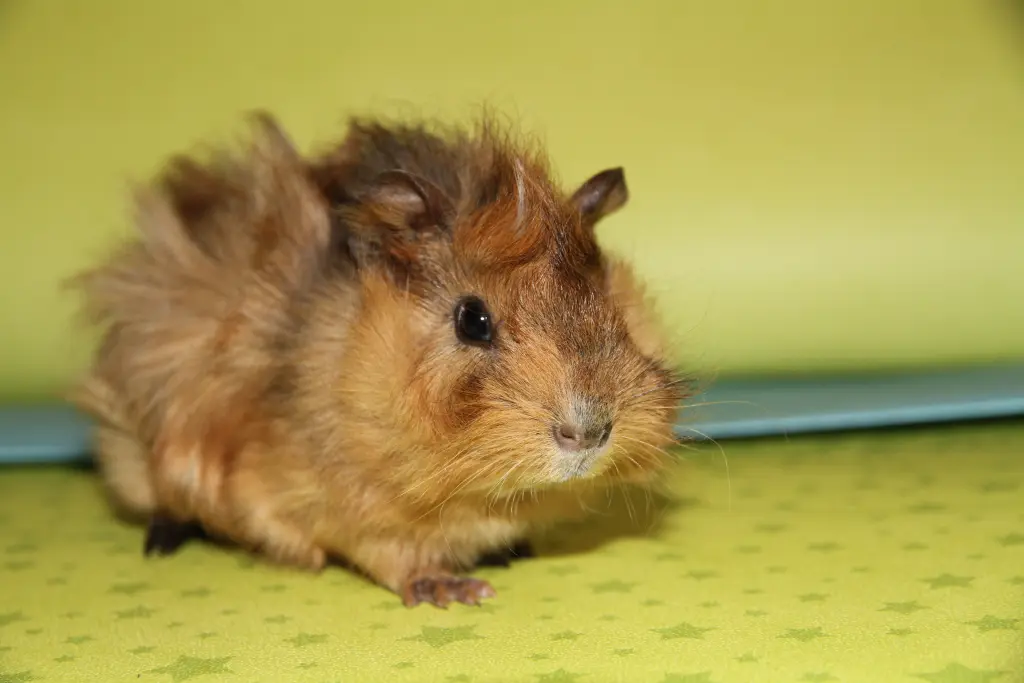 Image from Fluffy Sonnenschein