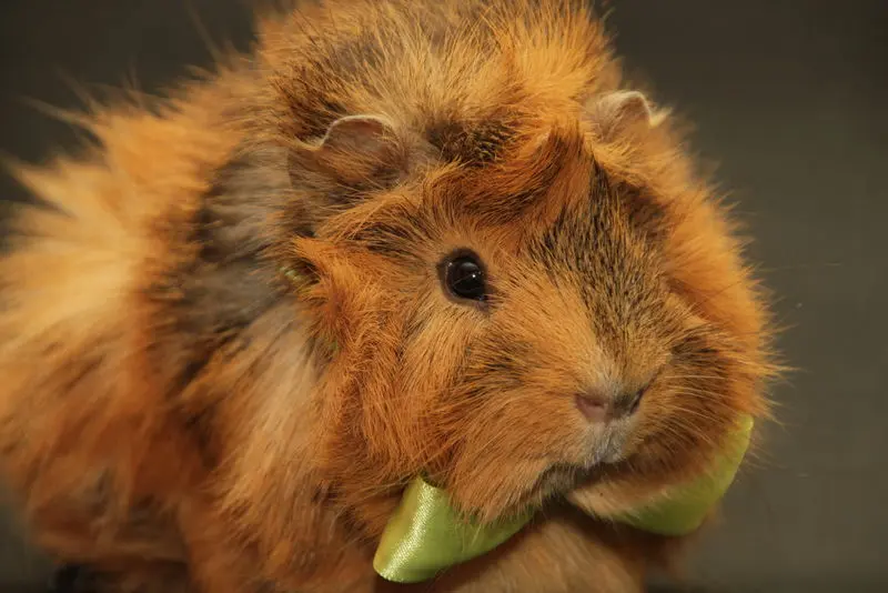 Image from Fluffy Sonnenschein