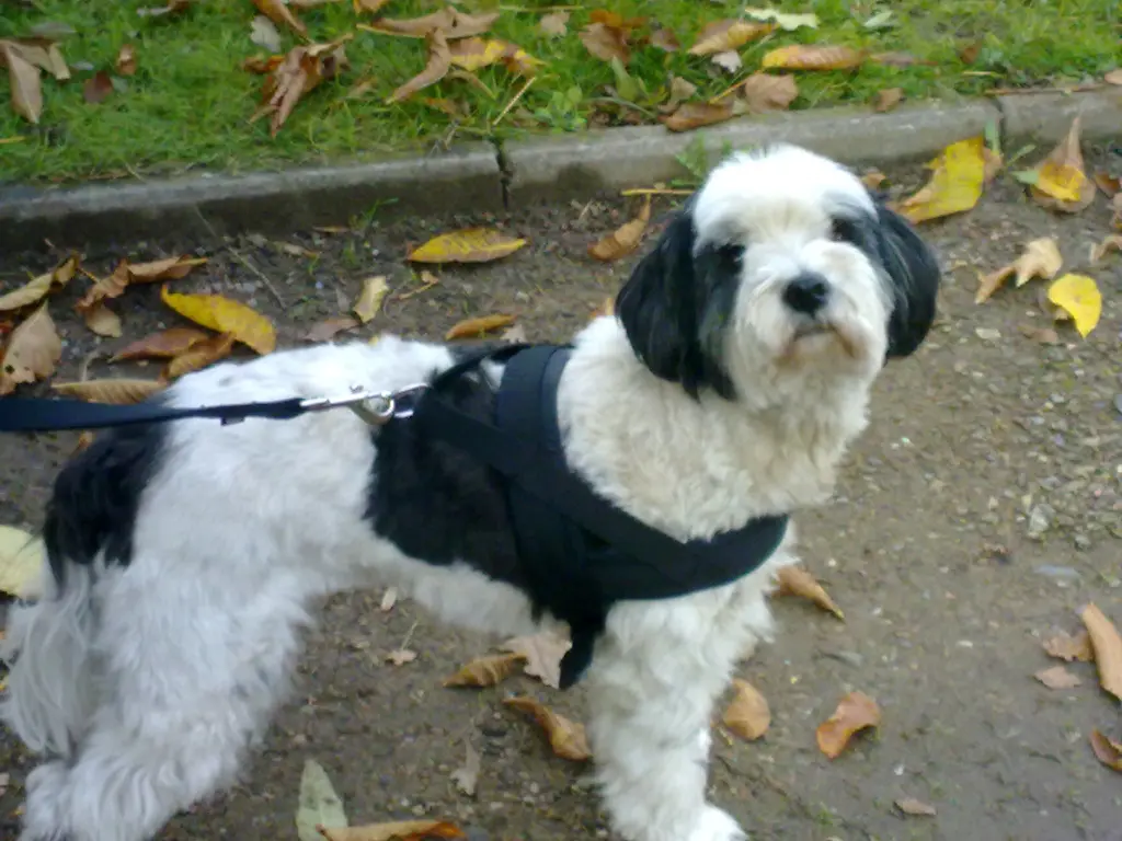 Image from Lisa
