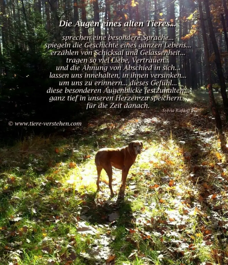 Condolence image of Andrea mit Minki im ❤ gest.19.10.2020