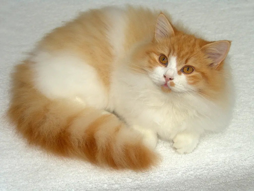 Image from Aramis (Ari)