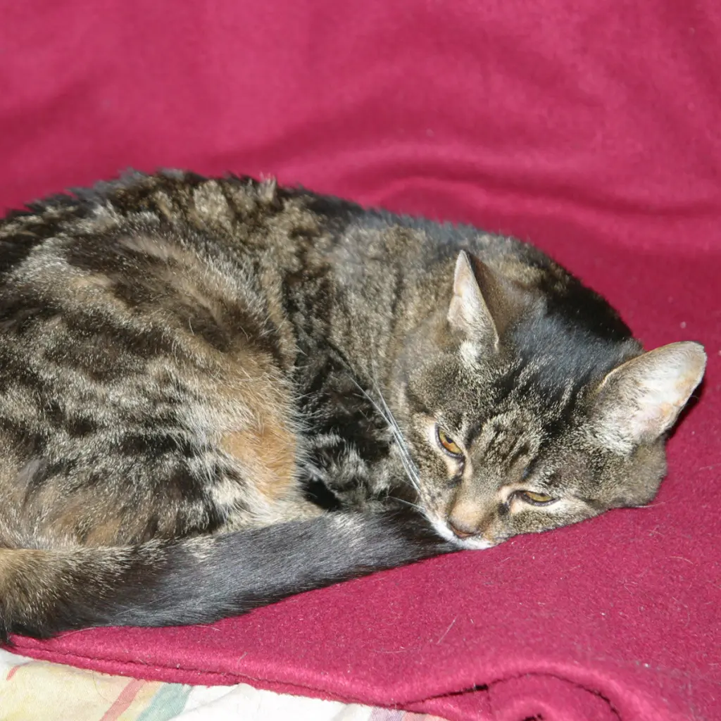 Image from Schnurri