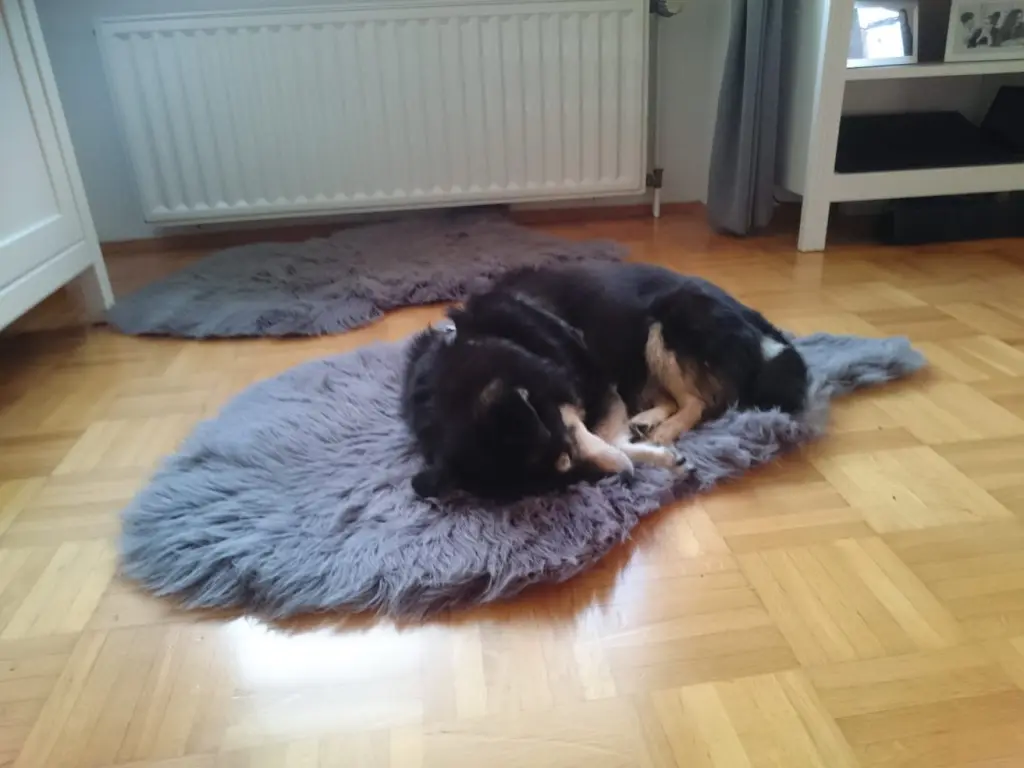Image from Biene