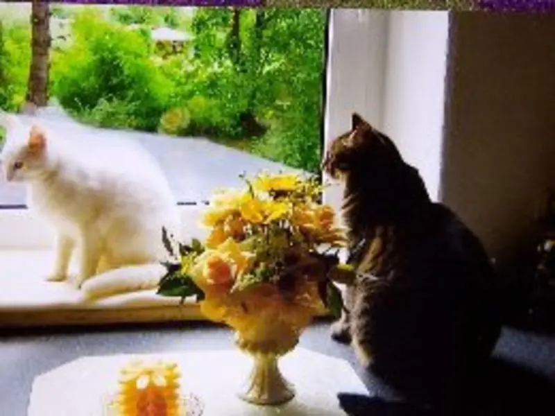 Andachtsbild von Jeannette mit Sisi und Lissy im ❤️