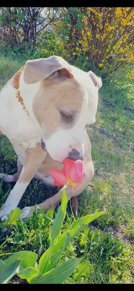 Condolence image of JeLu