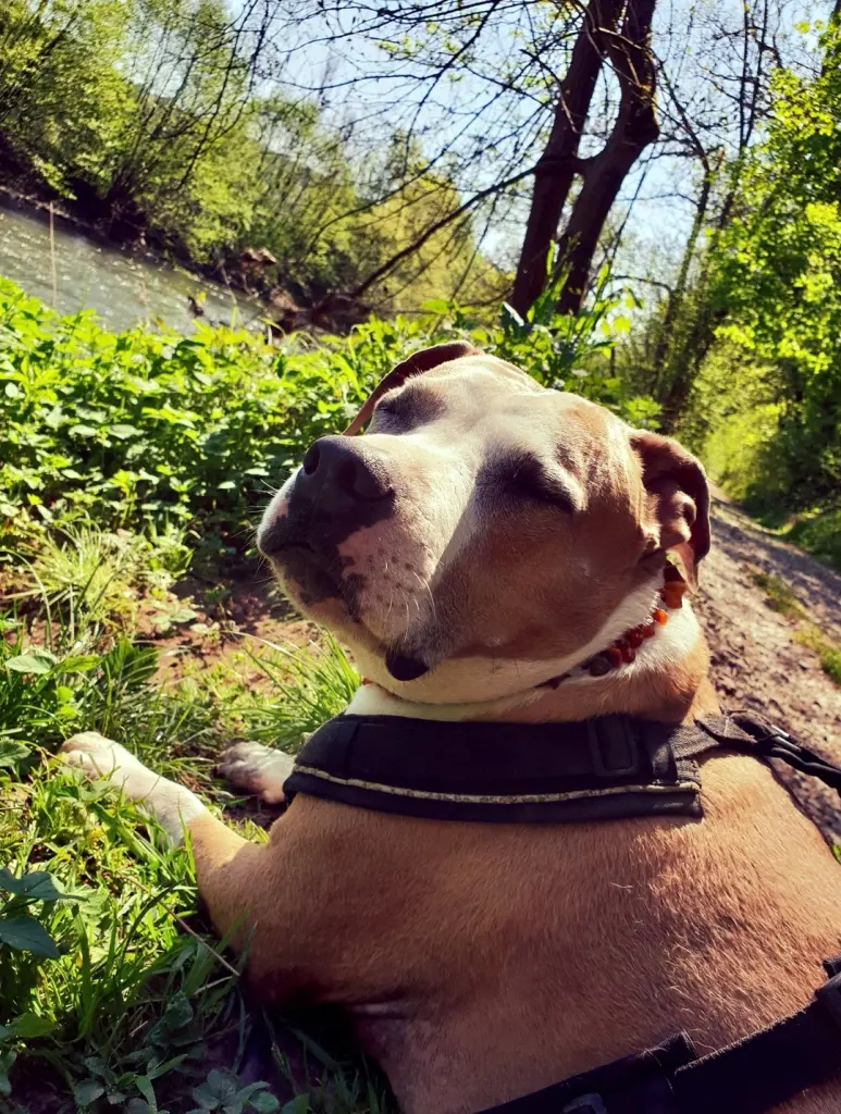 Condolence image of JeLu