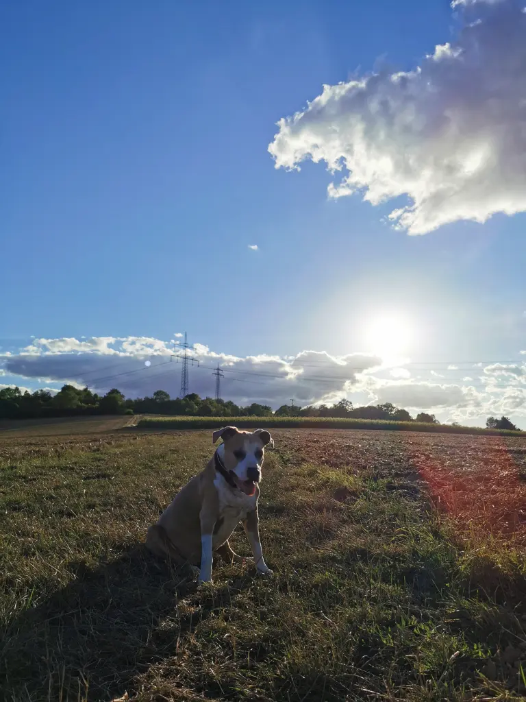 Condolence image of JeLu