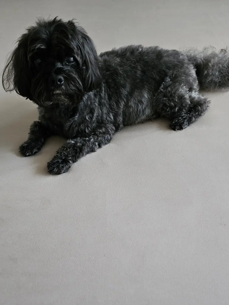 Condolence image of Angelika 