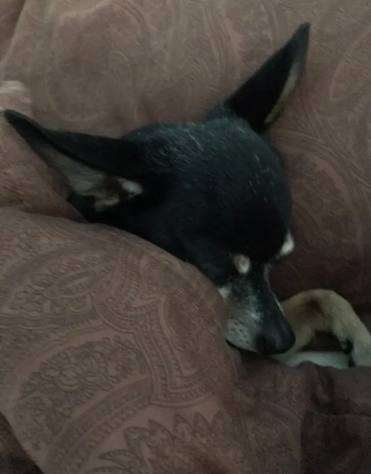 Image from Bruni