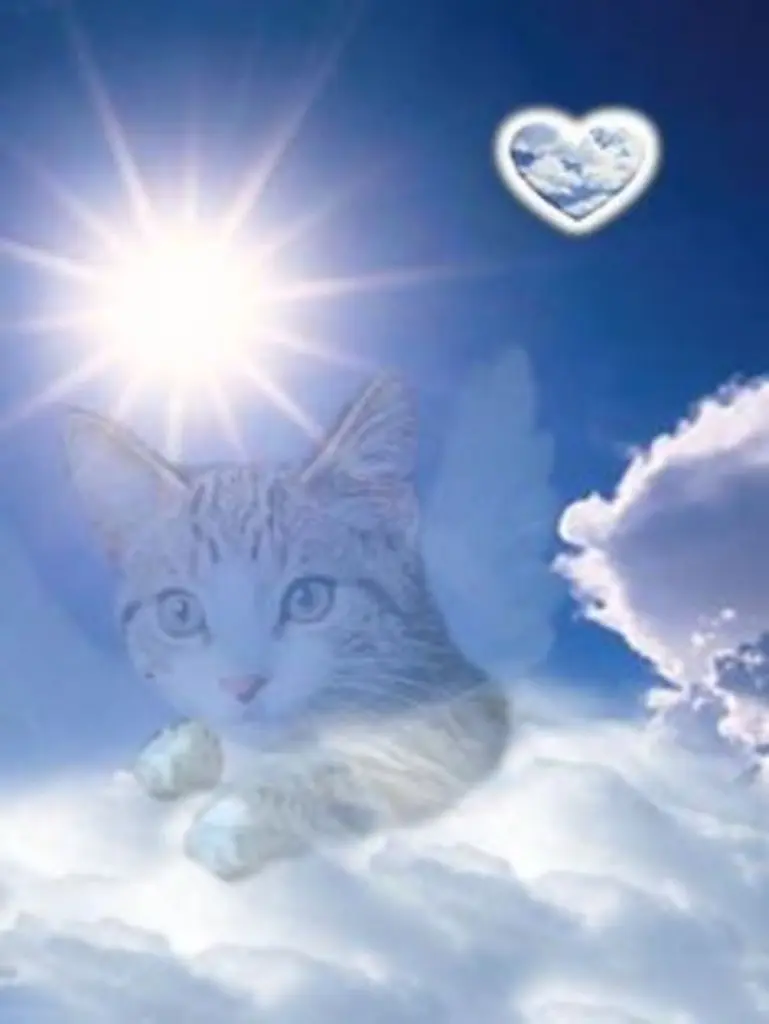 Condolence image of Katrin und Katzi im ❤️