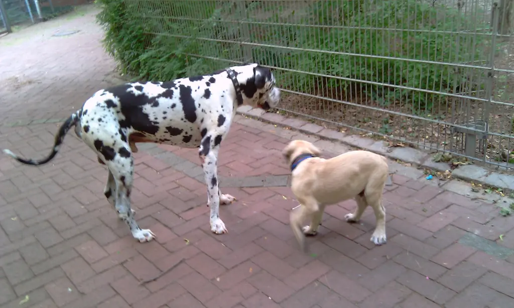 Condolence image of Daniela mit Sniper im Herzen