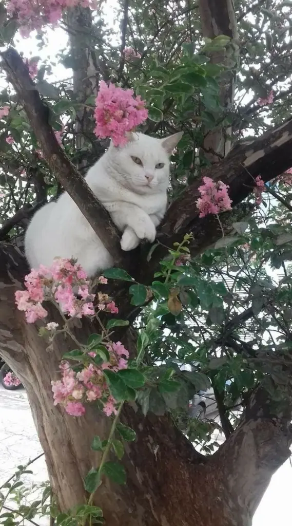Condolence image of Netti