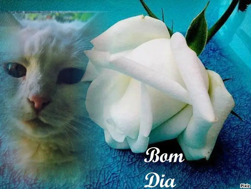 Condolence image of Mami und Netti♥️