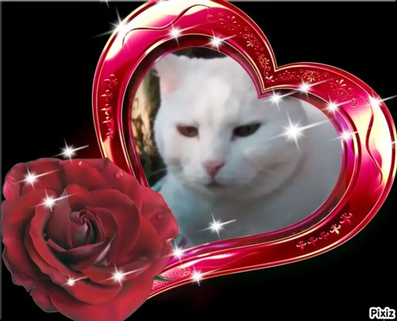Condolence image of Für unsere kleine Liesl ♥️