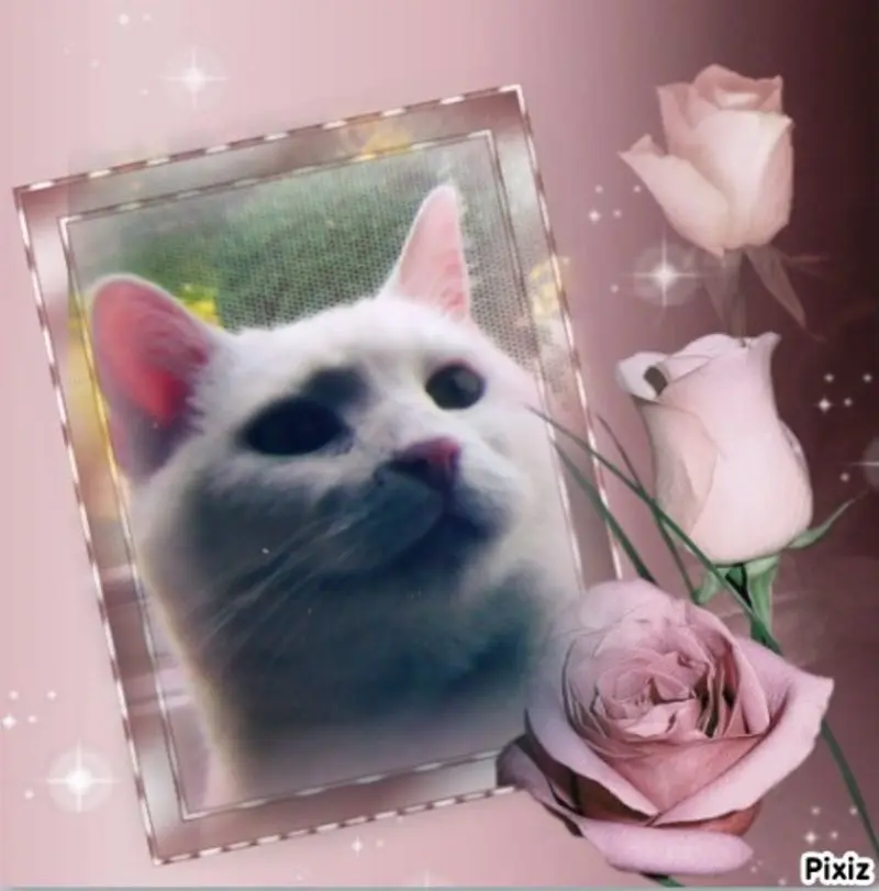 Condolence image of Für unsere Liesl ♥️