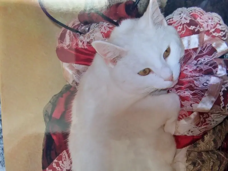 Condolence image of Für unser Schneeflöckchen ❤️