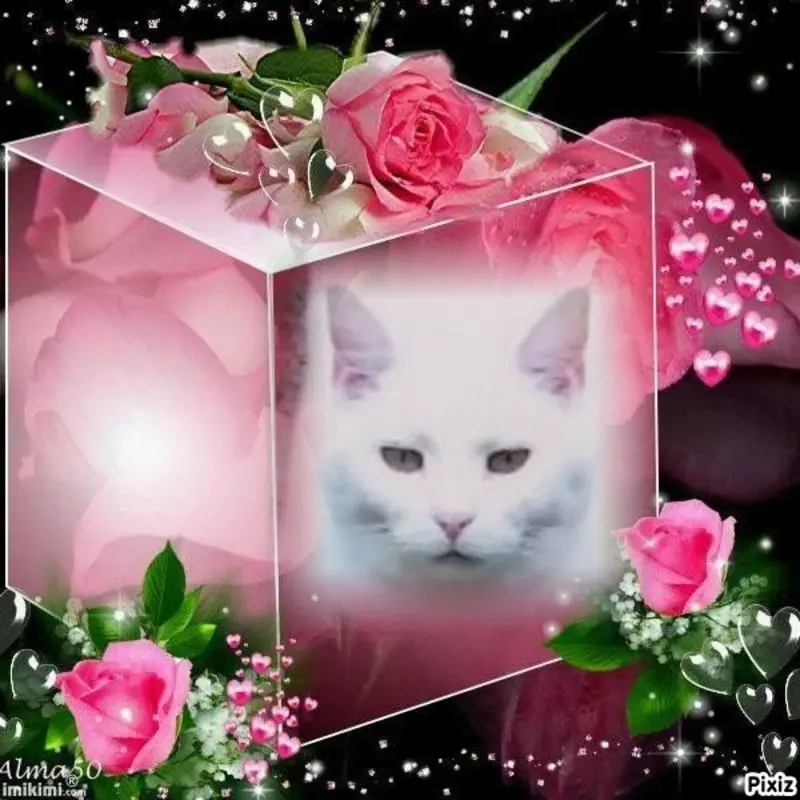 Condolence image of Sternchenpost ⭐