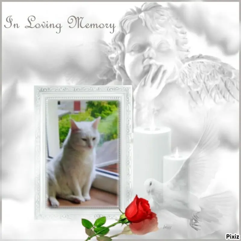 Condolence image of Für unseren kleinen Eisbären ♥️
