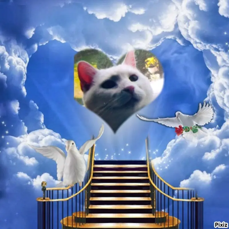 Condolence image of Für unseren Schatz Lissy ♥️