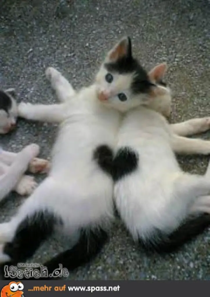 Condolence image of An Lissy und Frauchen Jeannette von Gatita + Silvia