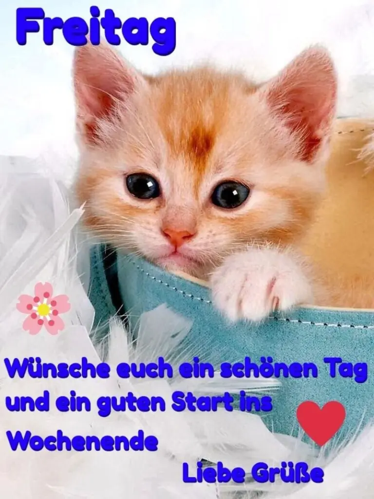 Condolence image of Tanja mit Timmy im Herzen 