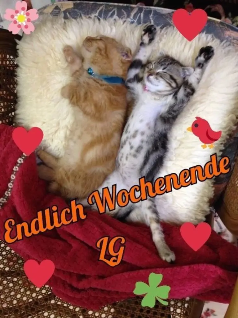 Condolence image of Post von Timmy an Lissy