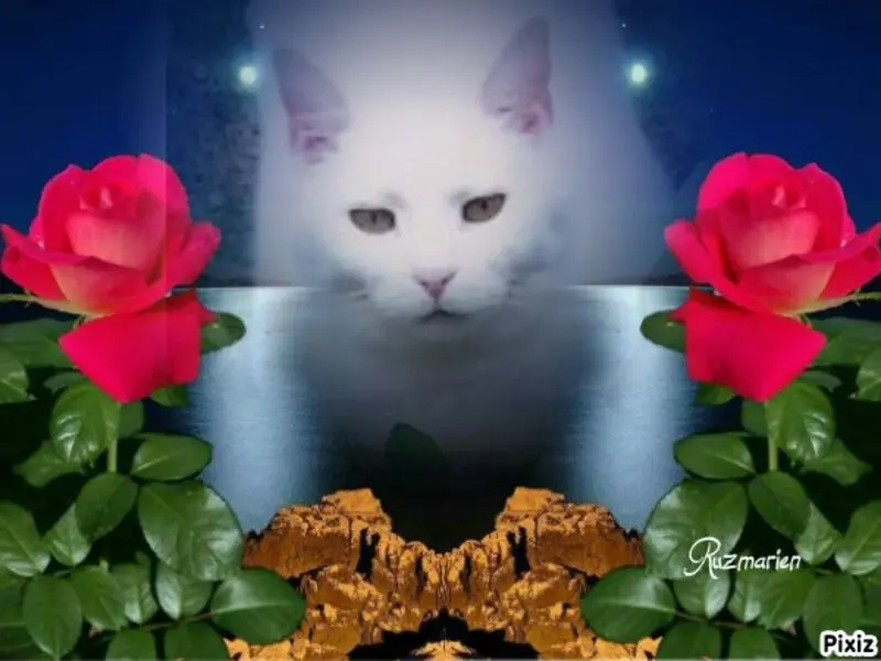 Condolence image of Sternchenpost ⭐