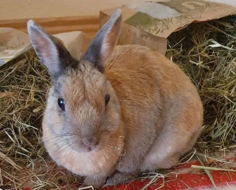 Andachtsbild von Patricia mit Bunny im ❤