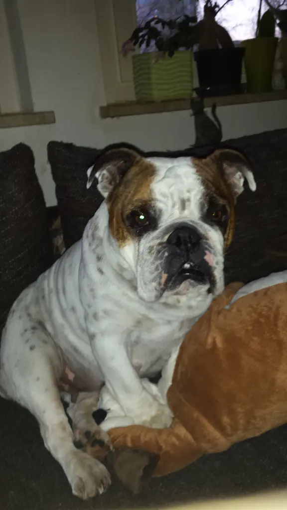Image from Pumba
