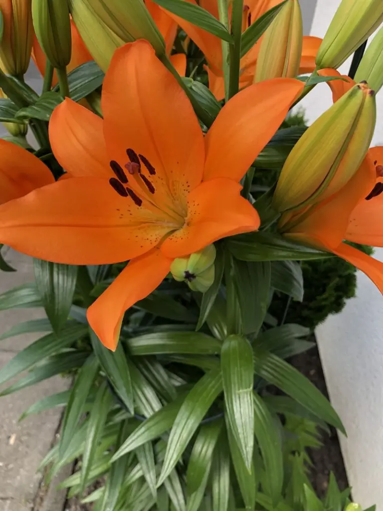 Condolence image of Dirk 