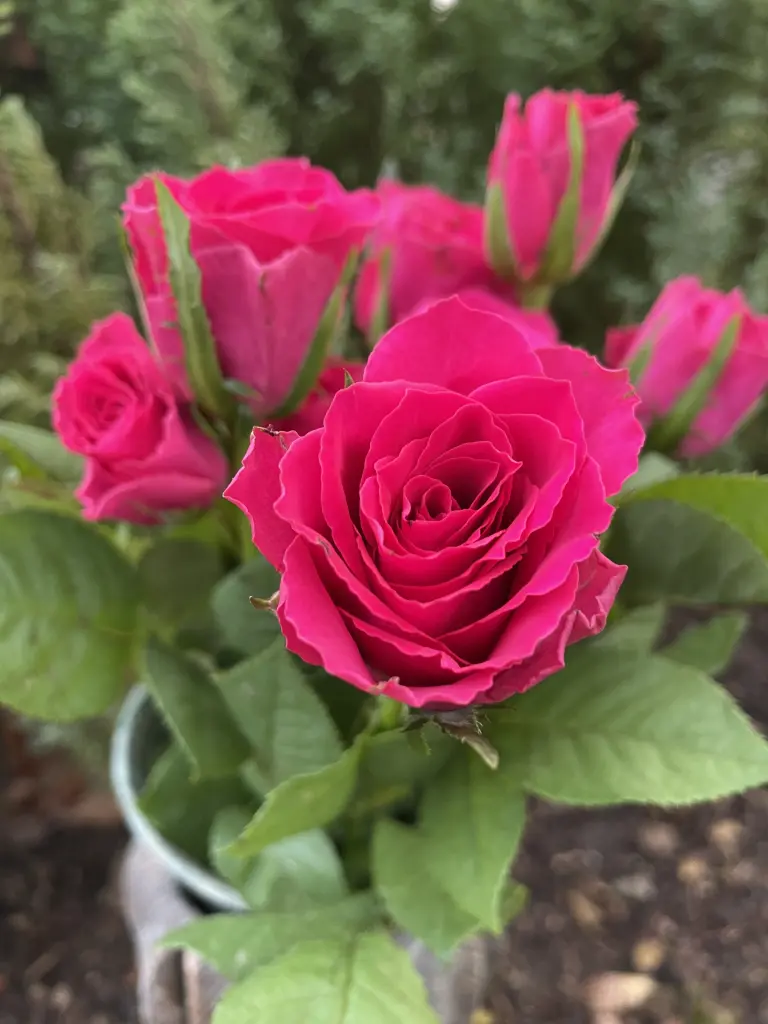 Condolence image of Dirk