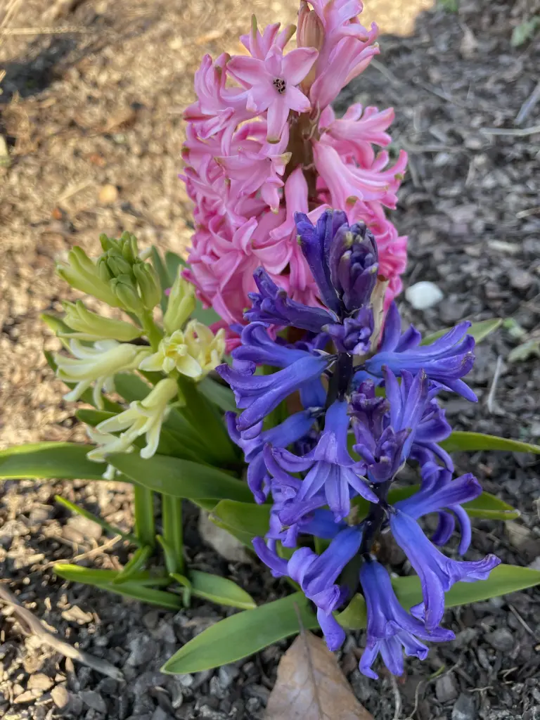 Condolence image of Dirk