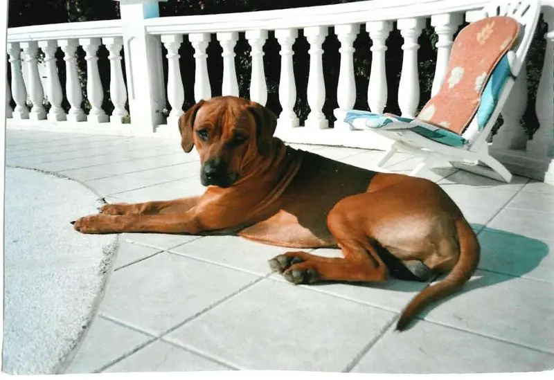 Condolence image of Britta