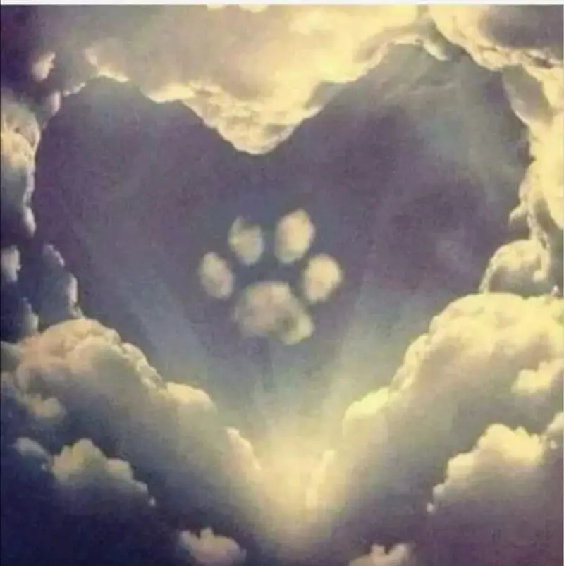 Condolence image of Claudia mit Dino ❤️ (gest. 21.12.20)