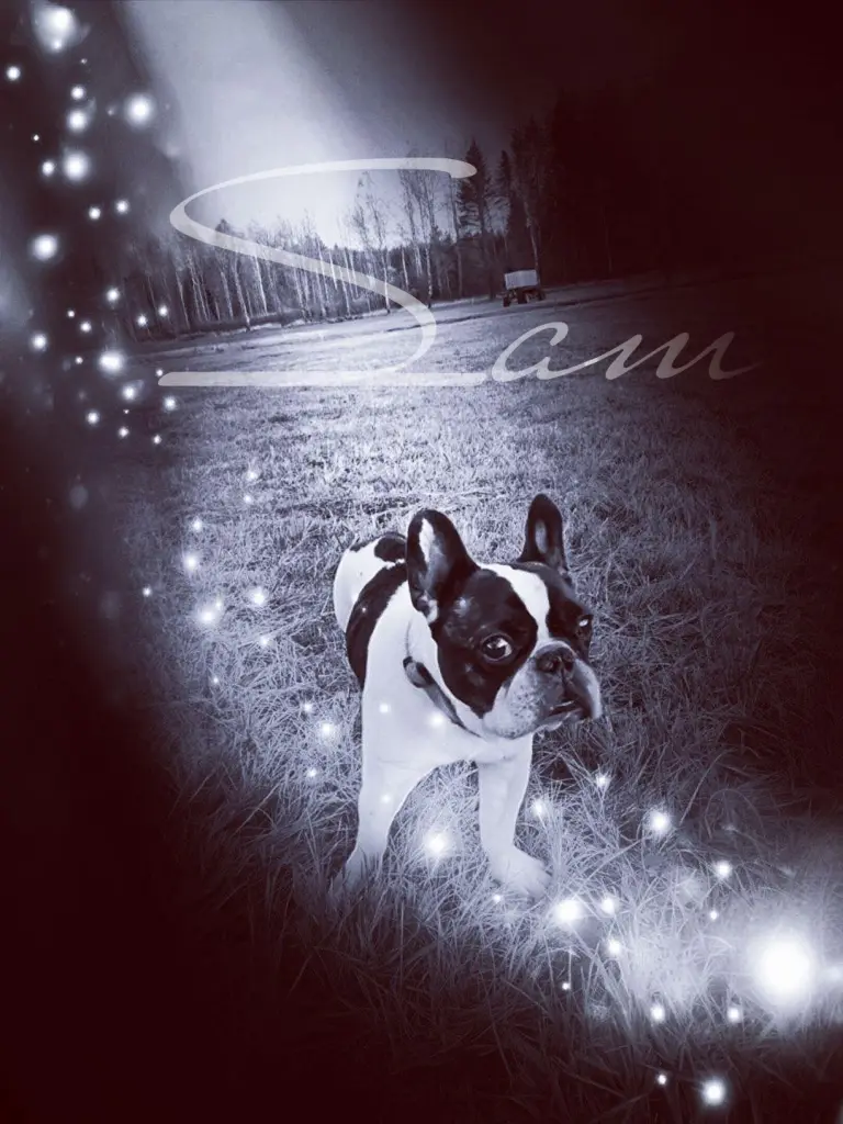 Image from Sam
