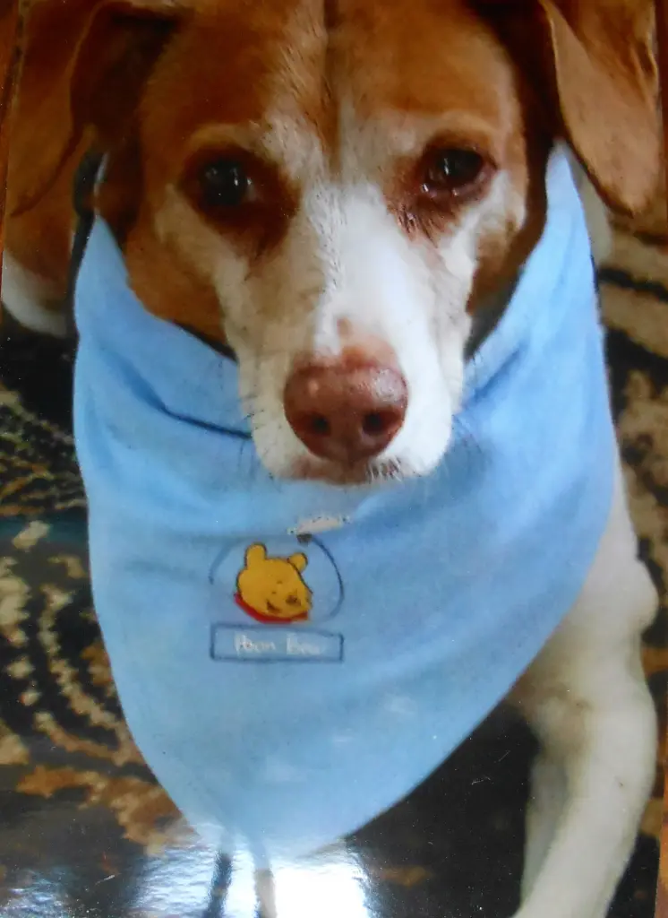 Image from Snoopy