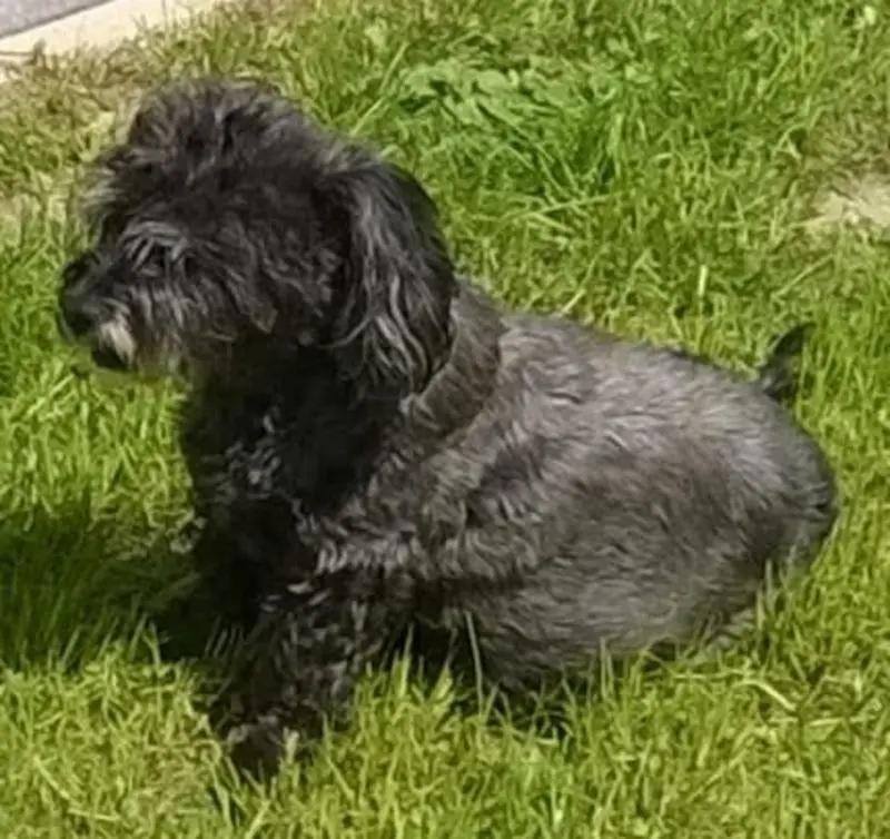 Andachtsbild von Elke mit Fiby im Herzen (+30.9.20)