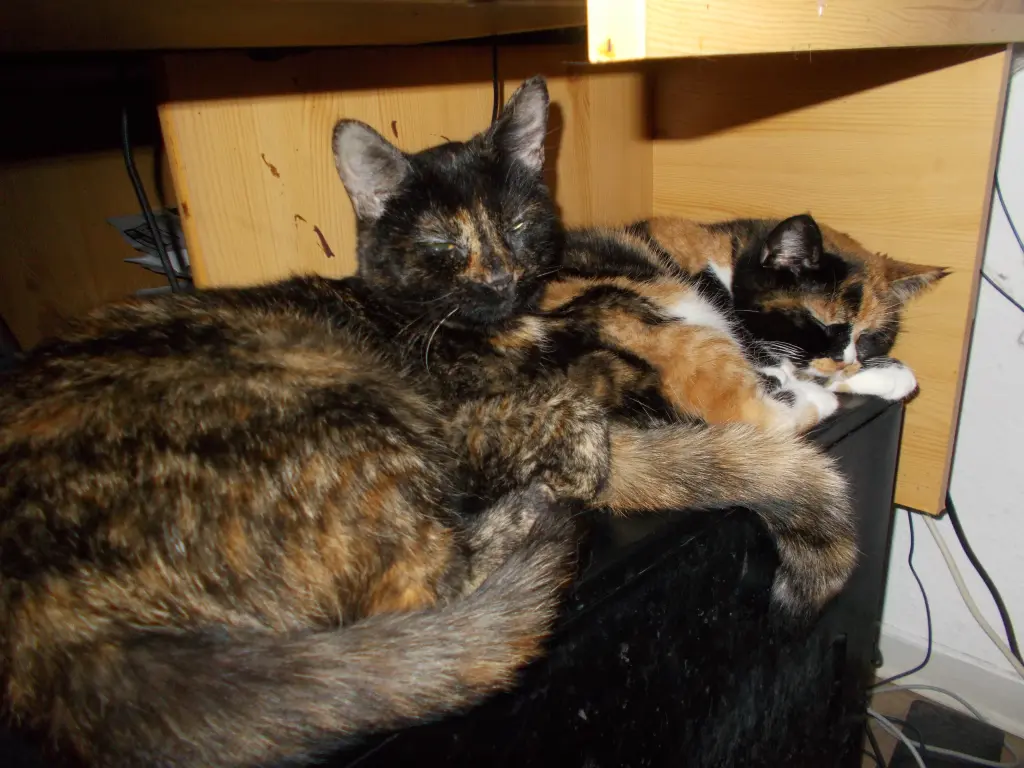 Image from Fips (Fippy)