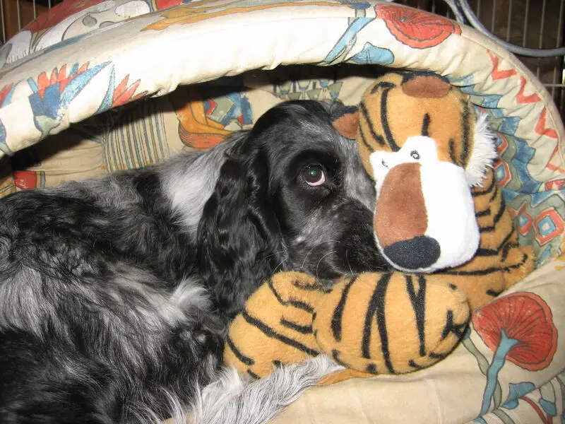 Condolence image of Gerda mit Bonita tief im Herzen