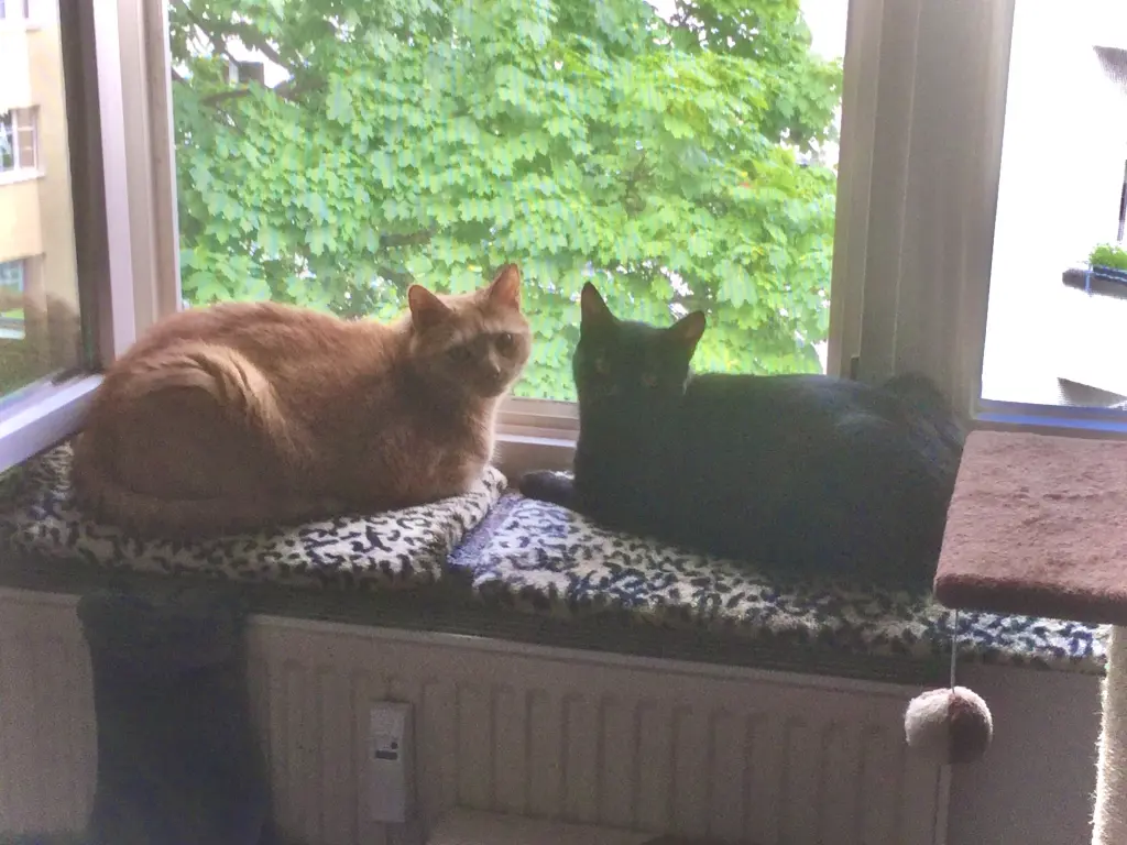 Image from Spiky