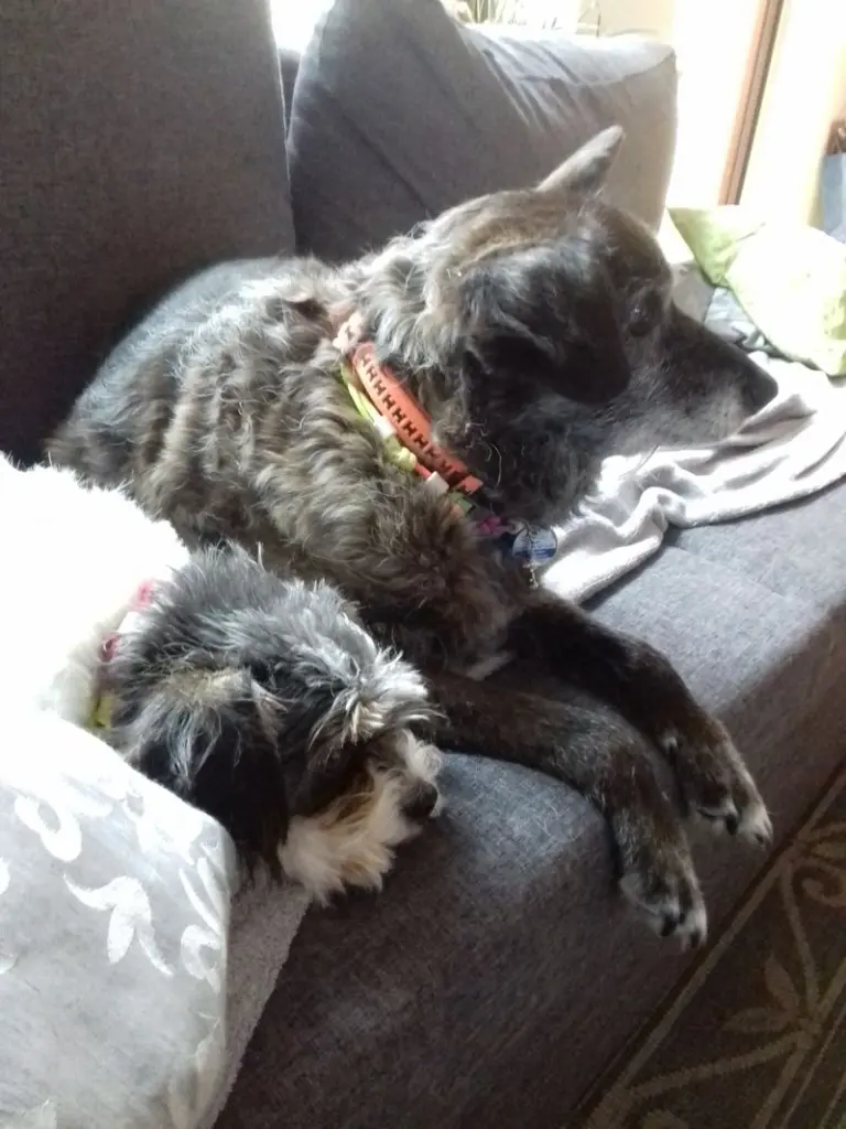 Condolence image of Annegret mit Ajax und Nele in Herzen