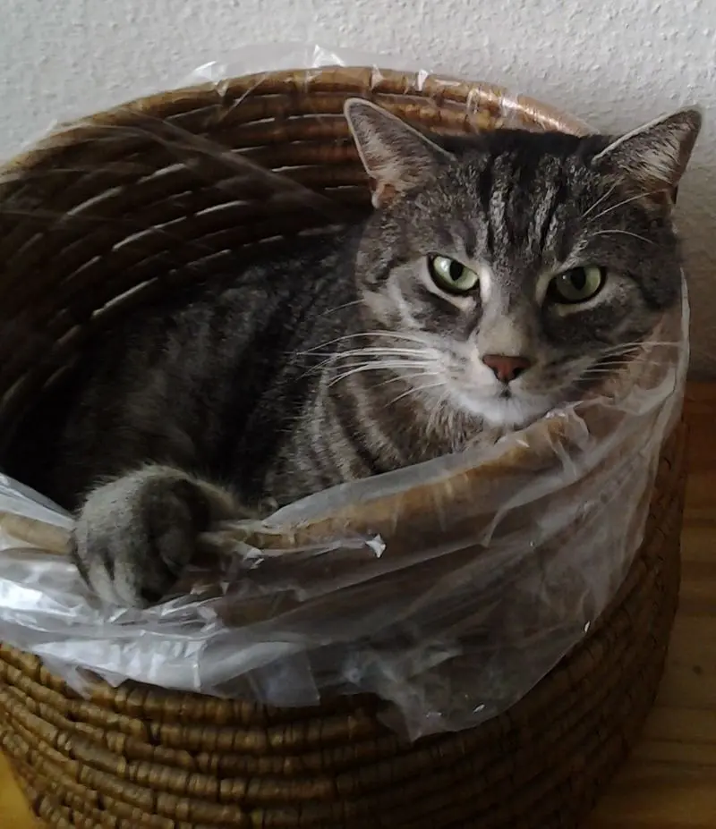 Andachtsbild von Silvia mit Gatita im Herzen, gest. 30.10.2020 