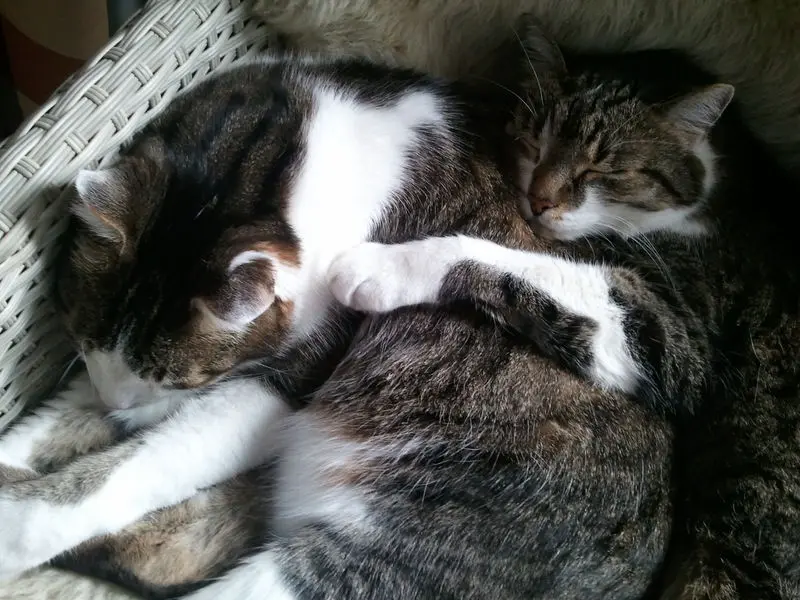 Andachtsbild von Anja mit Maja im ❤️